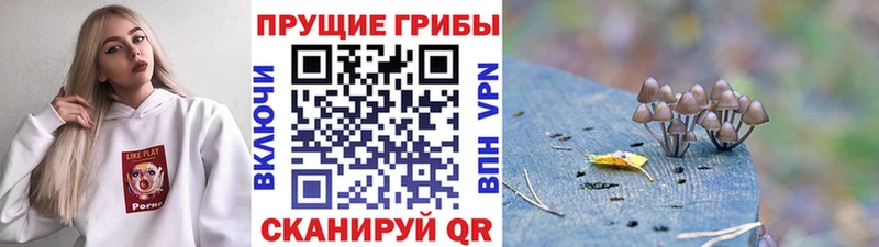 Псилоцибиновые грибы Cubensis цена наркотик сайты даркнета клад Курган